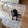 House sit pet parent - Spend time in the Countryside with Isla