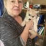 House sit pet parent - House sitting two family friendly Huskies who love to be indoors with you