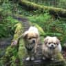 House sit pet parent - Hoping for a local, Comox Valley sitter