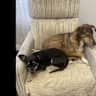 House sit pet parent - 2 well behaved dogs in South Calgary need sitting