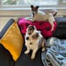 House sit pet parent - Two beautiful dogs in Dublin close to city centre
