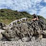 House sit pet parent - Peaceful getaway with spotty dal Reo, near Bristol and the west coast