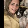 House sit pet parent - Affectionate springer spaniel seeking sitter!