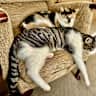 House sit pet parent - Sitters wanted for our two gorgeous cats, Toffi and Tommi!