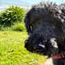 House sit pet parent - Our home is single level and modern, 10 minutes walk from the beach and cafes.