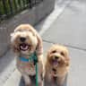 House sit pet parent - Hang out with my two dogs in brooklyn!
