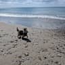 House sit pet parent - Looking for experienced, gentle pet sitter to look after 1 nervous dog in Spain