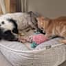 House sit pet parent - A Place in Portishead.....With a cute dog and cat