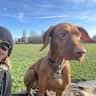 House sit pet parent - Super cuddly, fun and friendly Vizla.