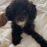 House sit pet parent - Dog sitter wanted for 2 cuddly dogs.
