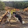 House sit pet parent - Wonderful location if you like outdoors, walking, exploring.