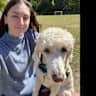 House sit pet parent - Cozy Durham Townhouse Near Duke Forest with a Sweet Standard Poodle