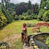 House sit pet parent - Idyllic woodland cottage in rural setting with enthusiastic young Irish Setter.
