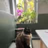 House sit pet parent - Beautiful cat needs a homesitter in lovely West London house