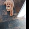 House sit pet parent - Lovable Spoodle looking for lovable sitter