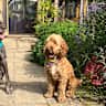 House sit pet parent - Rural cottage in Sussex countryside with Diligent Dilly and Mucky Mabel