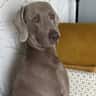House sit pet parent - Dog (Weimaraner) sitter required for large house and garden near Oxford