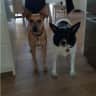 House sit pet parent - 3 weeksit for 2 dogs in Treeby, Perth