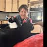 House sit pet parent - Two  very sweet natured cats looking for a sitter,  located in rural Somerset