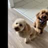 House sit pet parent - Cuddly cavapoos looking for friendly, caring, ball throwing sitters.