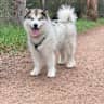House sit pet parent - Come get your fuzzy cuddles in Bundoora!