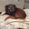 House sit pet parent - Beautiful home complete with our treasured furry friends.