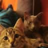 House sit pet parent - Cats Moosh-Melo looking forward to their babysitter in a leafy Joburg suburb.