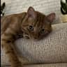 House sit pet parent - Hi friends! Mio is a timid-at-first- super sweet rescue boy who adores affection