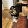 House sit pet parent - Stay in a Charming Hudson Valley Farmhouse and Care for One Friendly Dog