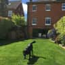 House sit pet parent - Dog and rabbit house-sitter in Westerham Kent