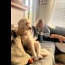 House sit pet parent - West berkeley, labradoodle and orange cat