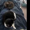 House sit pet parent - SUMMER BY RUTLAND WATER!
Large modern house in Oakham, 1 double room available
