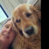 House sit pet parent - Milton NSW, where country meets ocean with Chance the fun Golden Retriever