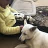 House sit pet parent - Three Dogs and 2 Fish to care for in the Colorado Mountains