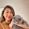 House sit pet parent - Two adorable British Shorthair Cats needing house sitter, located in Orchard