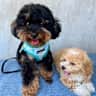 House sit pet parent - Looking for a dog sitter with love.