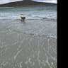 House sit pet parent - Charlie , Isle of Skye .