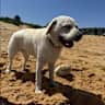 House sit pet parent - Hampton style coastal escape, with a beautiful and enthusiastic Labrador
