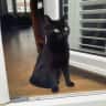 House sit pet parent - Cute little cat in lovely house in Hove