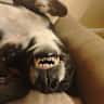 House sit pet parent - A beautiful and lovely dog, Asha, waiting for you in stunning Bergen