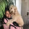 House sit pet parent - Sweet little Labradoodle at a Cozy Oasis in Los Angeles