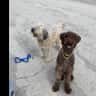 House sit pet parent - Come play with Chloe and Bella in their desert vacation home!
