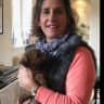 House sit pet parent - Housesitting for our gorgeous mini dachshund!