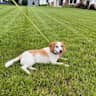 House sit pet parent - Penny, the lovable Beagle