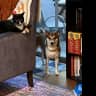 House sit pet parent - Sitter needed for a cute cat-like dog and an independent cat in a small condo