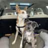 House sit pet parent - Two Pups on the Jersey Shore
