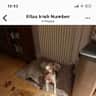 House sit pet parent - 4 bedroom 3 storey Victorian House in Glenbrook on the River Lee, Cork