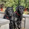 House sit pet parent - Wanaka home- with two black labradors