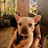 House sit pet parent - One bedroom flat in Victoria Park with an adorable and cuddly Frenchie