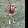 House sit pet parent - Seeking a sitter for our dog Red, Kelpie x 
He’s adorable, friendly, active